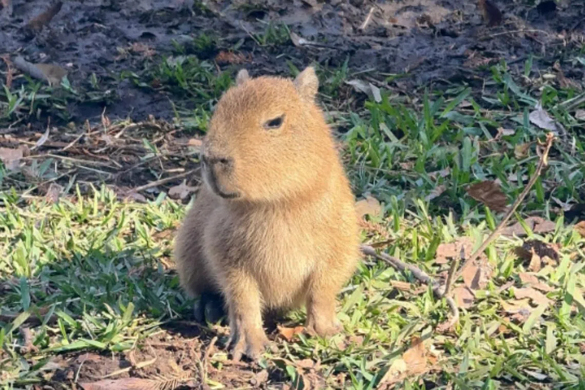 Tupi was born on Dec 3 at the San Antonio Zoo, and is the first of the species to be born at the facility in 25 years,