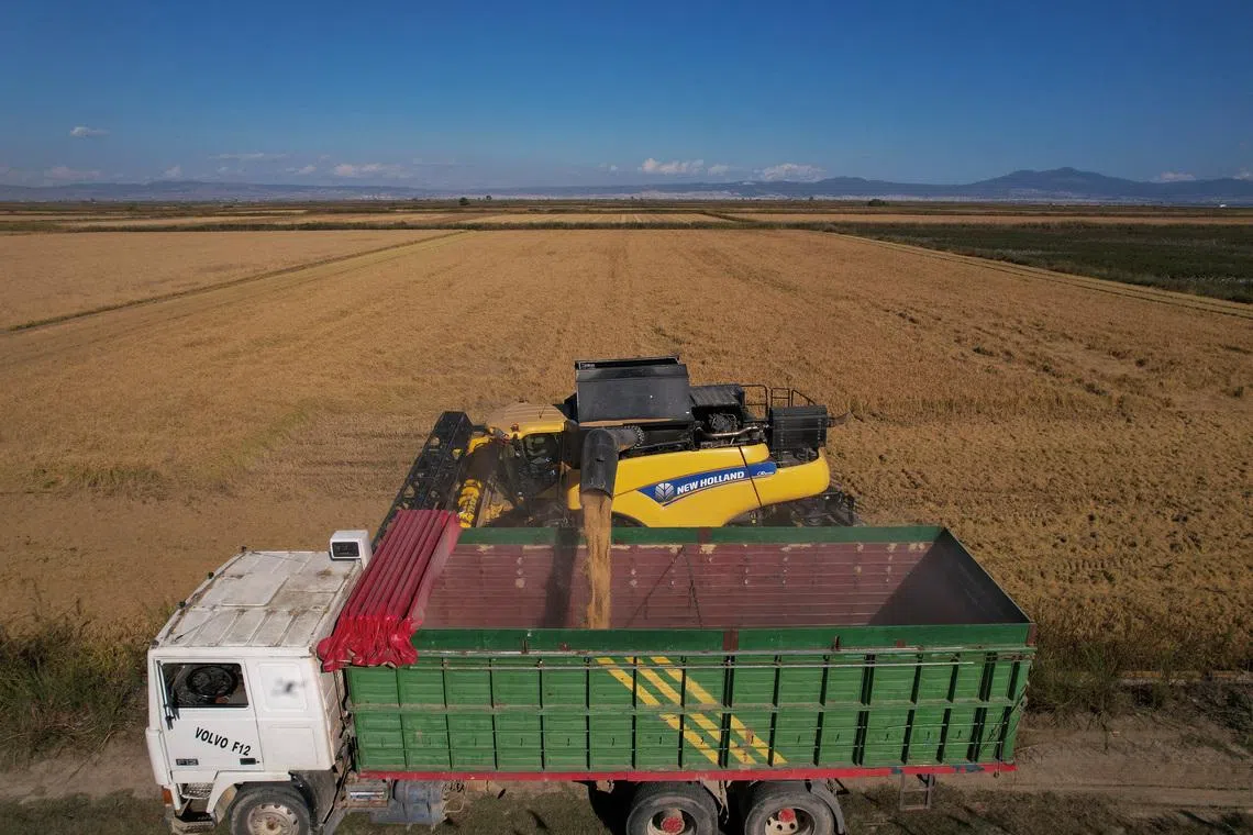 Greek rice growers fear Mercosur deal will price them out of business