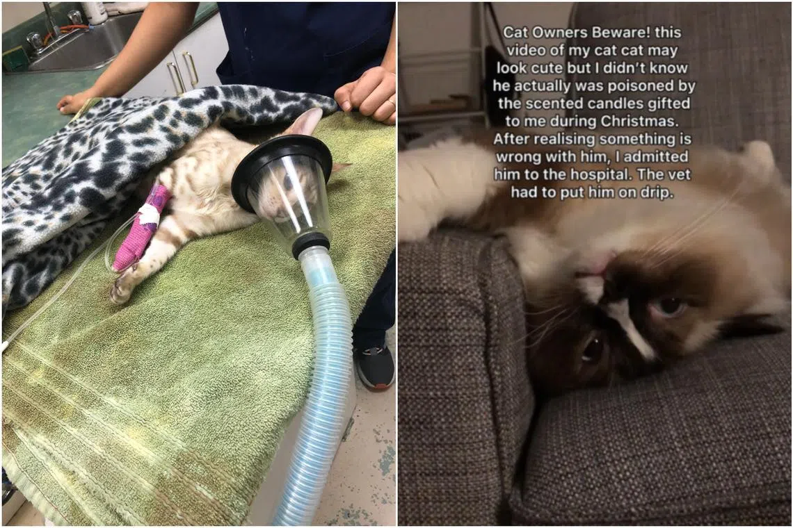 Many pet owners worldwide warned others about the effects they believe essential oils may have on their animal companions.