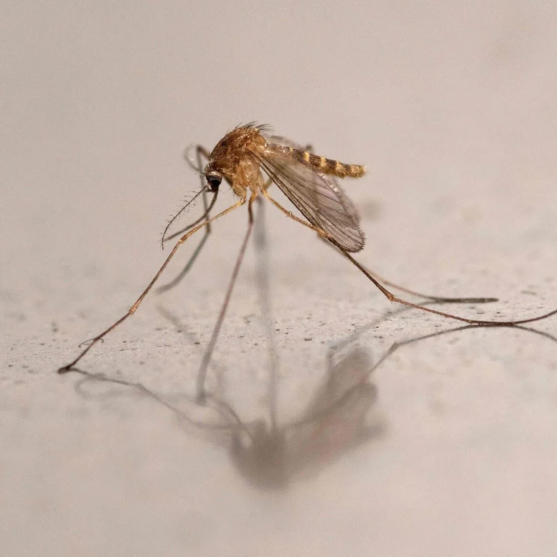 In the wilds of Scotland, scientists are trapping brown-grey Culex pipiens mosquitoes – the main vector of Usutu virus – to study and better understand how the disease might spread.