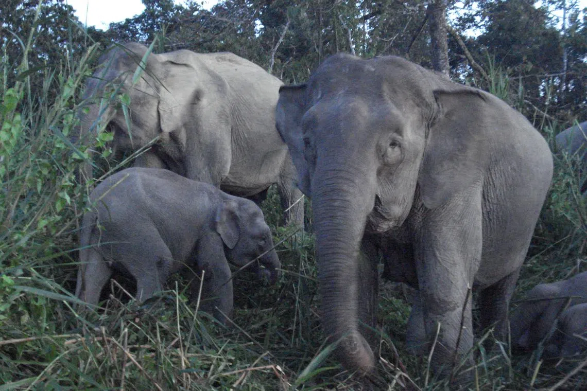 There are only 1,500 to 2,000 Borneo pygmy elephants left in the wild in Sabah.