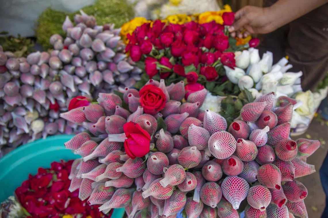 A flower vendor arranges roses for sale in Dhaka, on Feb 13, 2023.