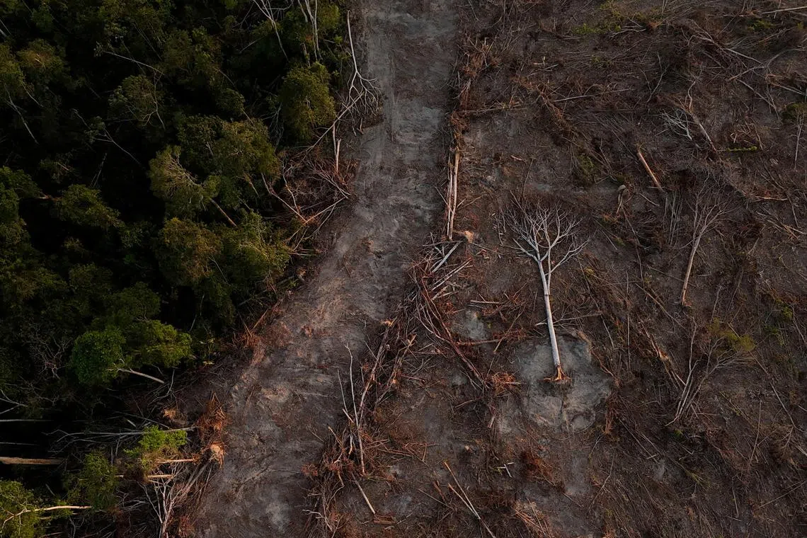 FILE PHOTO: A drone views shows fallen trees in a secondary forest where farmers (not pictured) were in the last stages of clearing land as soybean farming expanded in the Amazon, in Santarem, Para state, Brazil October 6, 2024. REUTERS/Amanda Perobelli/File Photo