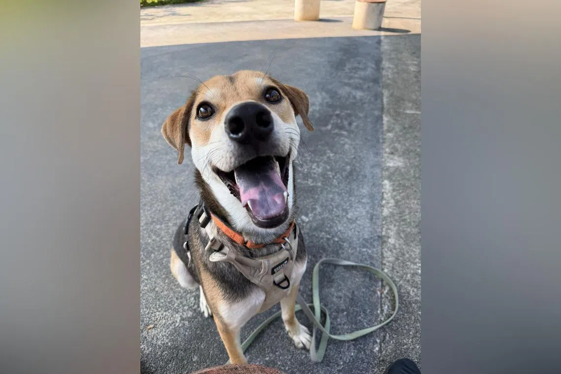 Shelter Star Of The Month: Jojo the Singapore Special