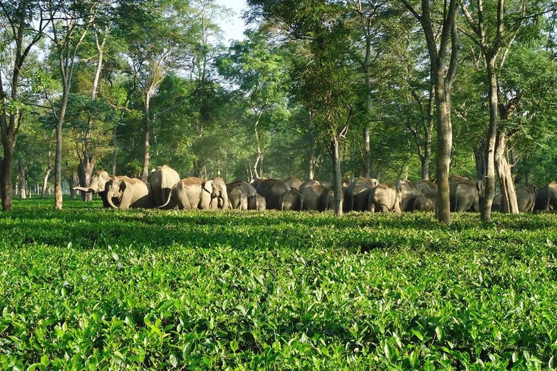 Wild elephants in tea plantation in Assam, India. 