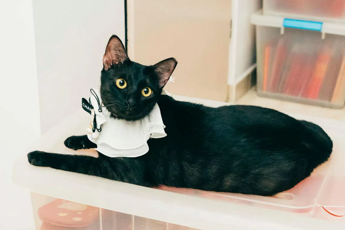 Ollie is a two-year-old Bombay domestic shorthair rescued by animal welfare group Purely Meow.