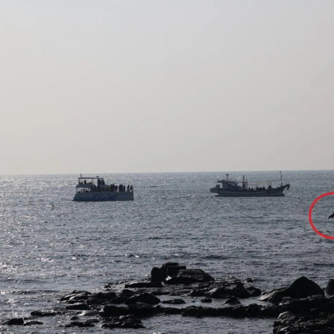 Hot Pink Dolphins, an animal advocacy group, said on Feb 11 that the provincial government is developing a sailing route along the western coast.