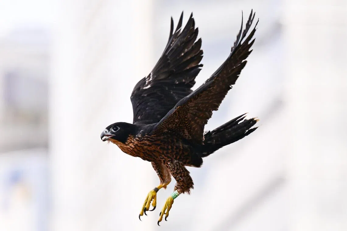 A peregrine falcon chick fitted with a bluetooth tracker flying away from OCBC Centre on April 8, 2026. 

(ST PHOTO: LIM YAOHUI)