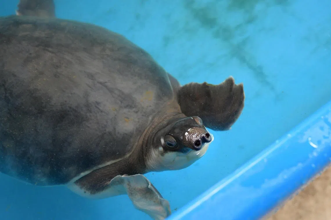 The thirty pig-nosed turtles under Acres' care are slated to be repatriated to Indonesia in January 2026.