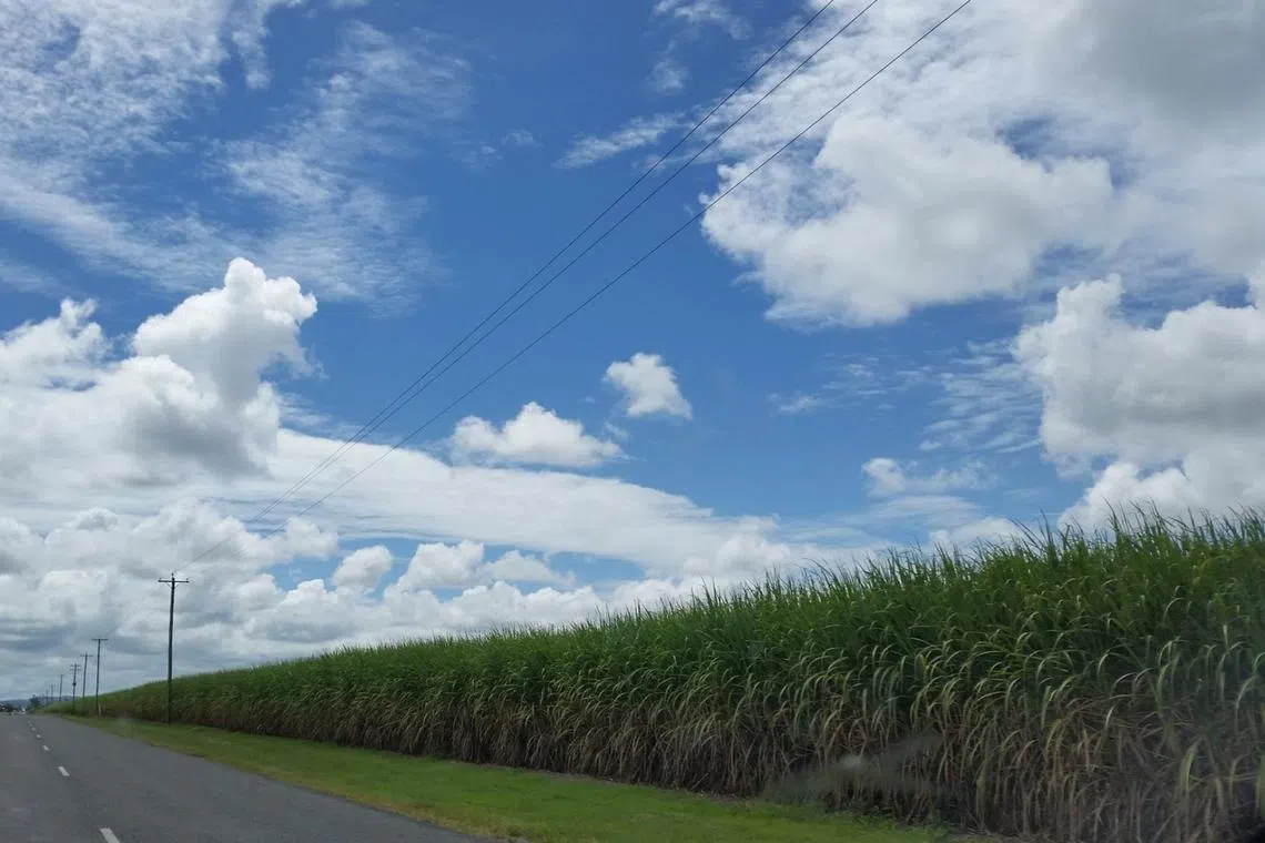 The infestation follows a period of heavy rain which boosted plant growth.