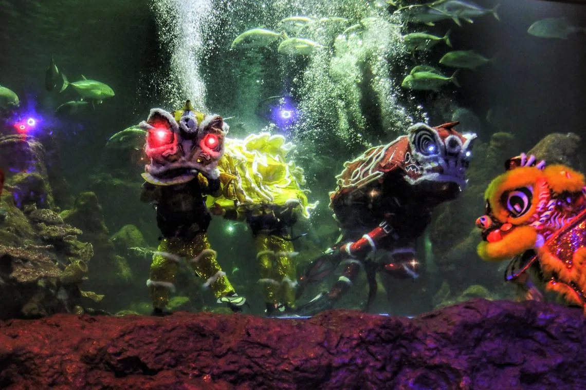Divers perform a lion dance inside an aquarium at Ancol amusement park's Sea World, in Jakarta on Jan 18, 2023, ahead of the start of the Lunar New Year, which ushers in the Year of the Rabbit on Jan 22 2023.
