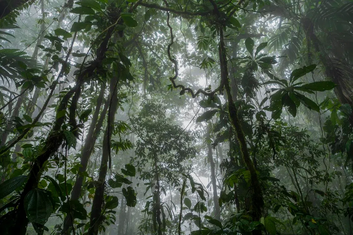 Rainforests can bounce back much faster than thought, researchers say