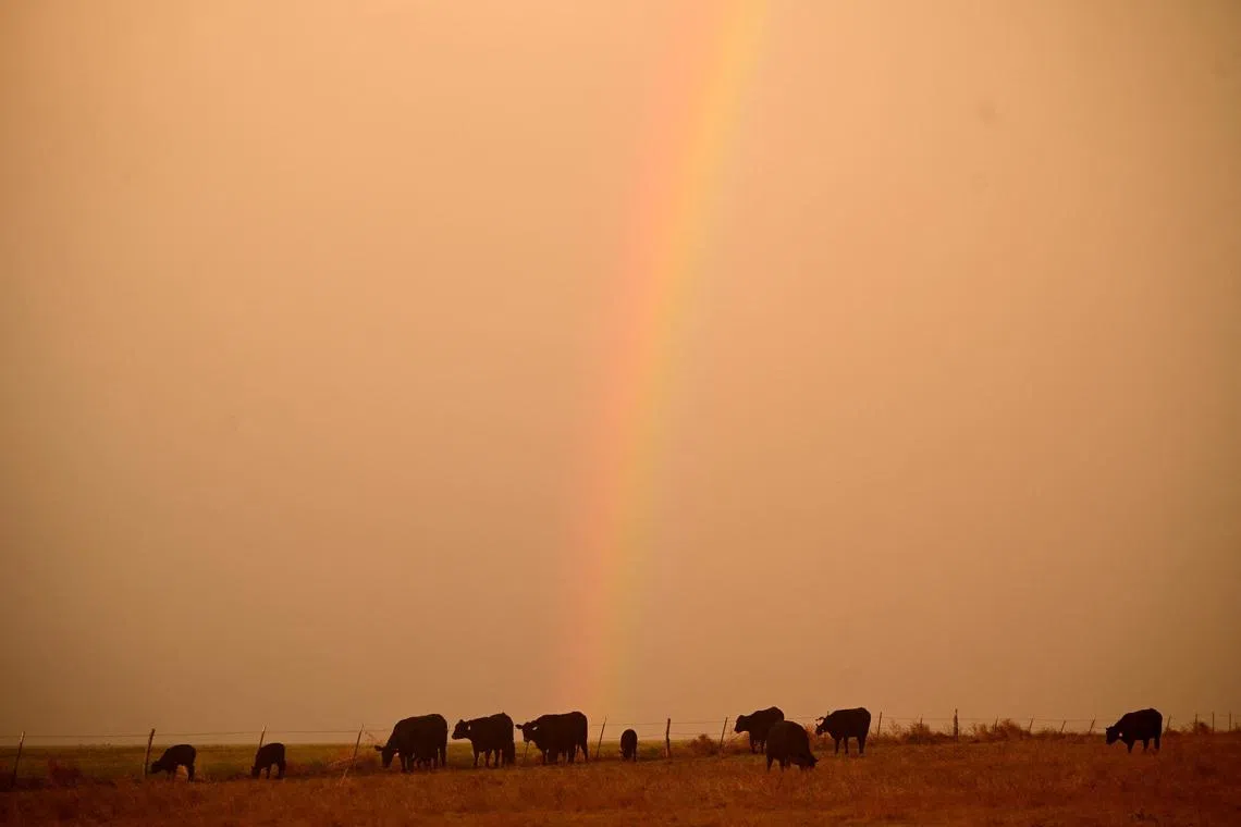 A rainbow forms over cattle grazing amid drought in Wiley, Colorado, U.S., May 20, 2026. REUTERS/Mark Makela TPX IMAGES OF THE DAY
