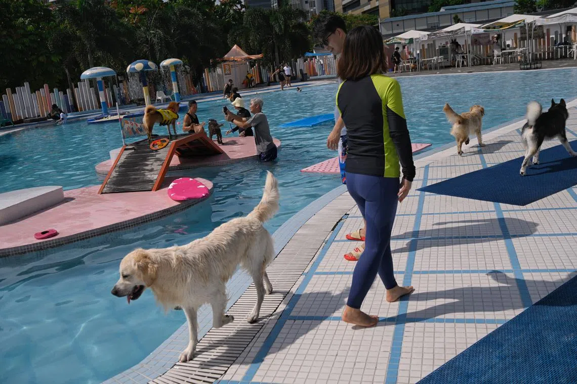 Check with a groomer if your furry friend needs a trim or a shave – he may not.