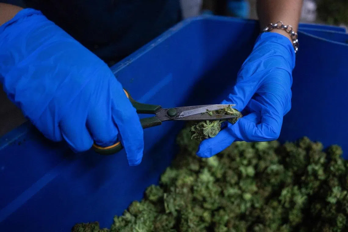 straitstimes.com - Japan sees record cannabis-related police probes in 2025