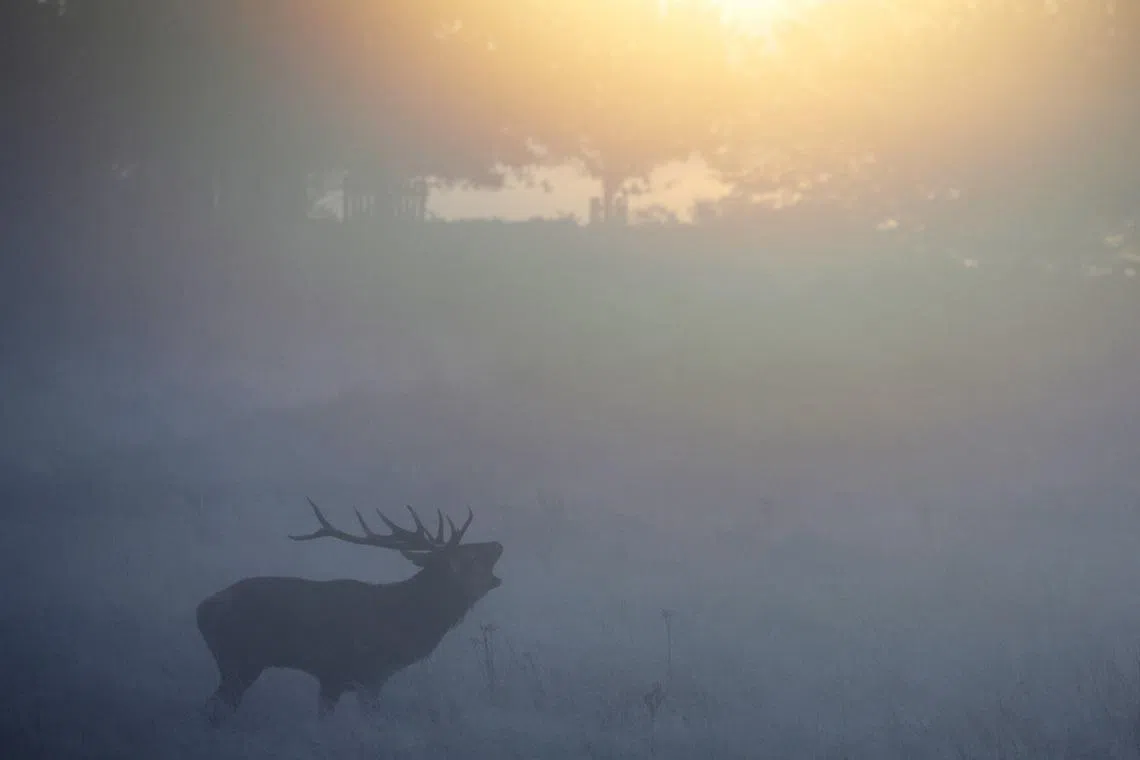 A deer stag barking in the early morning mist, as the annual rutting season continues in Richmond Park, London, on Oct 16. 