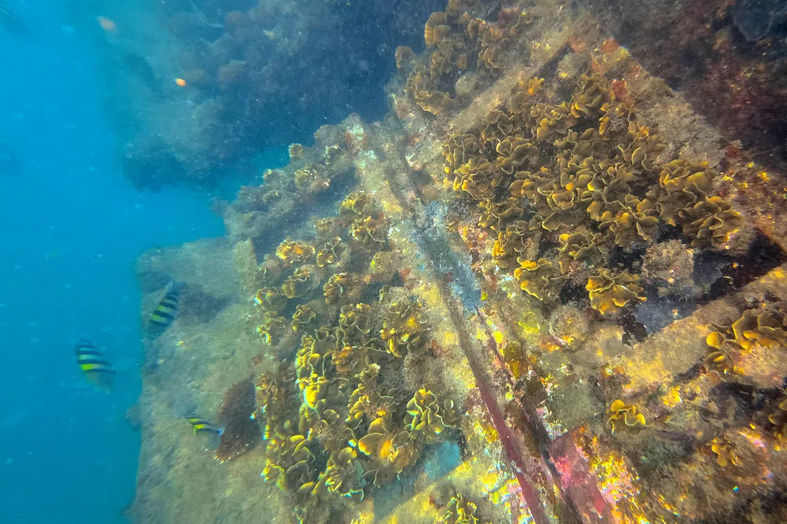 Corals at Sisters’ Islands Marine Park floating boardwalk, Singapore’s first Mission Blue Hope Spot, on Sept 30, 2026.
