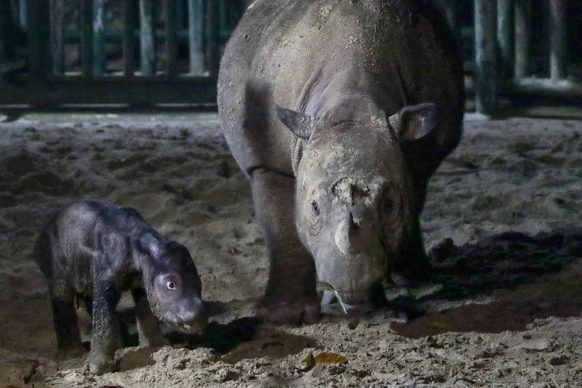 A female Sumatran rhinoceros calf was born at the Sumatran Rhino Sanctuary in Way Kambas National Park, Lampung Province, on Saturday at 1.44pm. This is the fourth rhino that the park has bred.

Credit: Facebook/Kementerian Lingkungan Hidup dan Kehutanan
