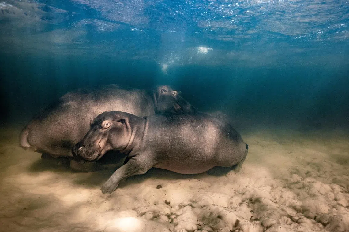 Category Winner (Category: Under Water)                                                                                              Hippopotamus and her two offspring resting in the clear water of a shallow lake in Kosi Bay, iSimangaliso Wetland Park, South Africa. Hippos retreat to water or muddy wallows by day, emerging after sunset to graze. They’re fast runners and can propel themselves swiftly under the water with their short legs and webbed feet.