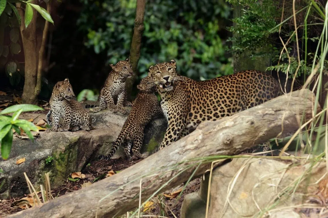 The two males and one female are first Sri Lankan leopard cubs to be born at the Singapore Zoo.