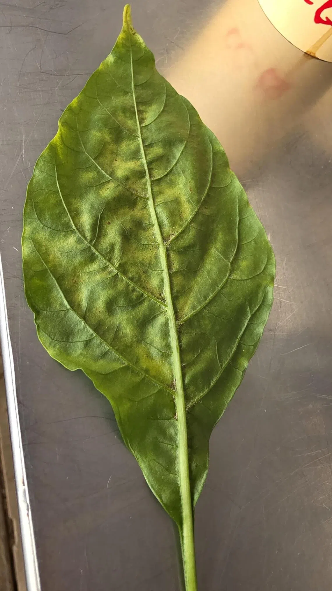 Spider mites appear as small reddish dots and can be treated with summer oil.