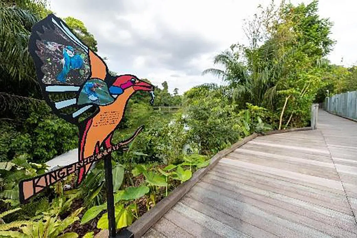The Mandai Boardwalk has thematic entrances such as the Kingfisher entrance. It is inspired by the stork-billed kingfisher, a species that may be spotted along the boardwalk.