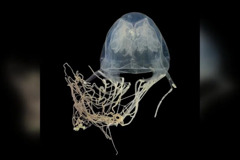 New species of venomous box jellyfish discovered off the coast of Sentosa