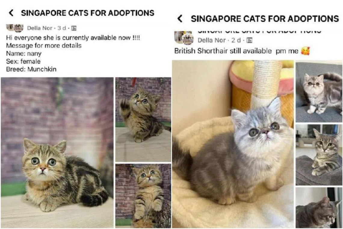 The scammer has created a group called Singapore Cats For Adoptions to lure unsuspected pet lovers. 