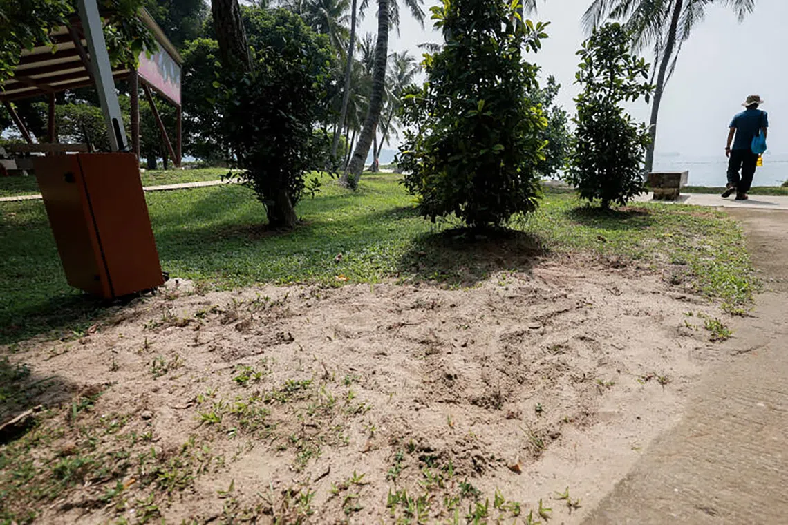 A sandy area where turtles laid their eggs is seen by a lagoon on Sisters’ Islands on Sept 30, 2026.