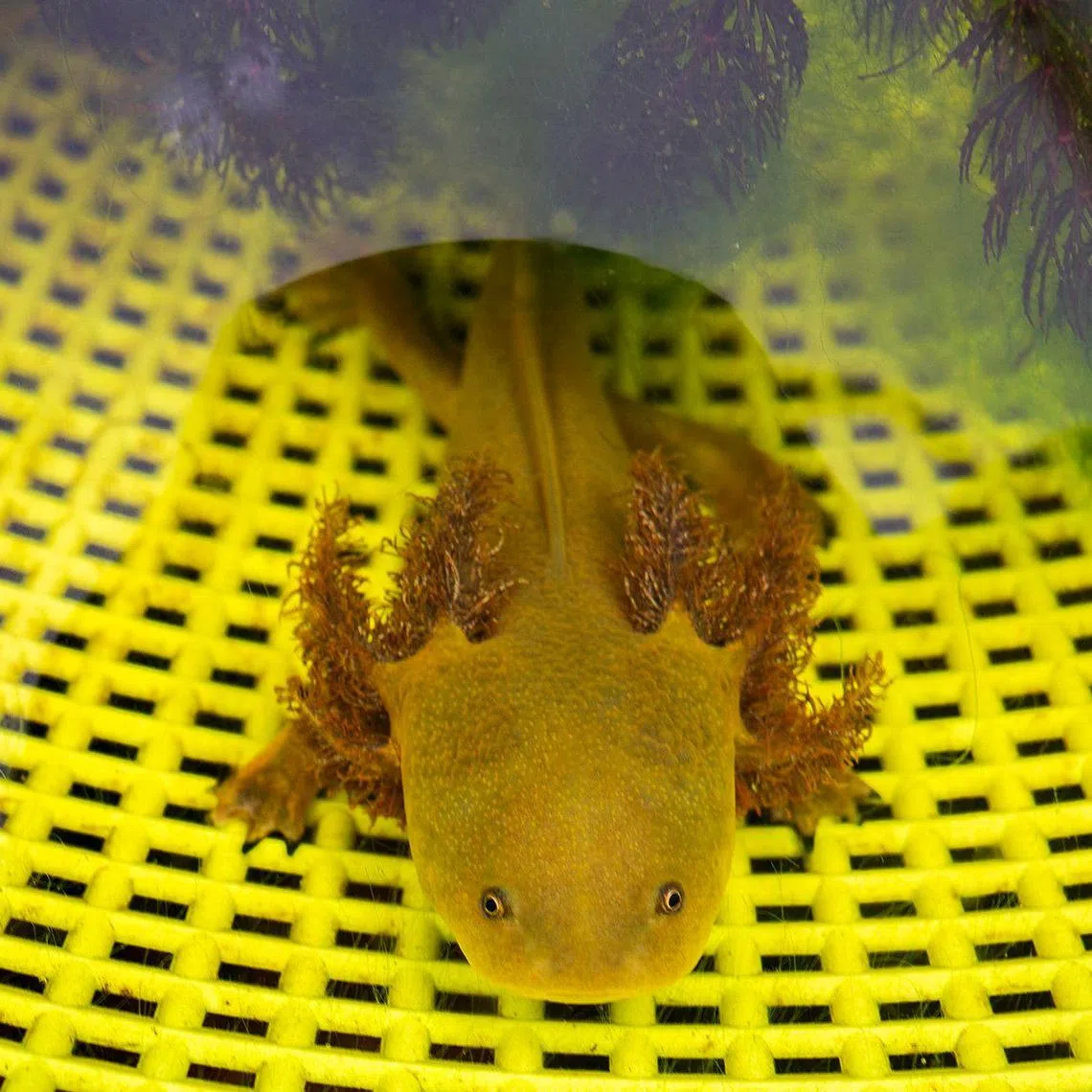 Overfishing, pollution and reduced water levels in Lake Patzcuaro, its only natural habitat, mean that the achoque is listed as critically endangered.