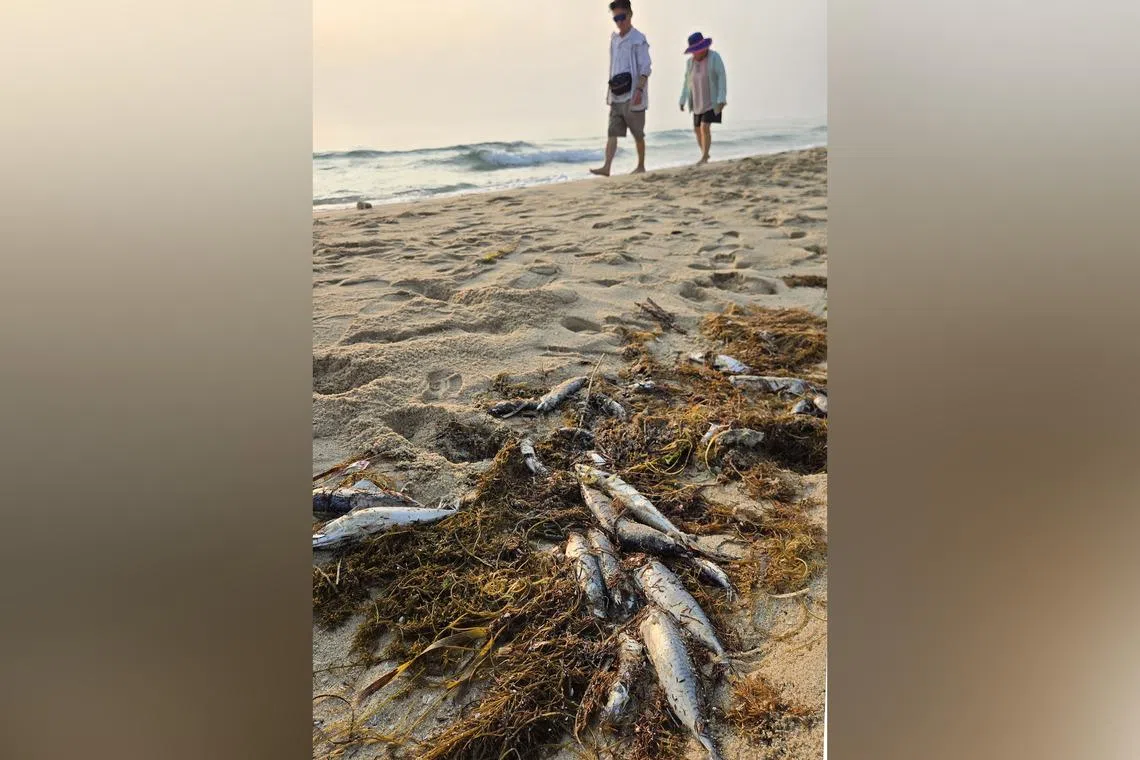Dead fish washing up on South Korea’s east coast may be linked to tuna surge, warming seas