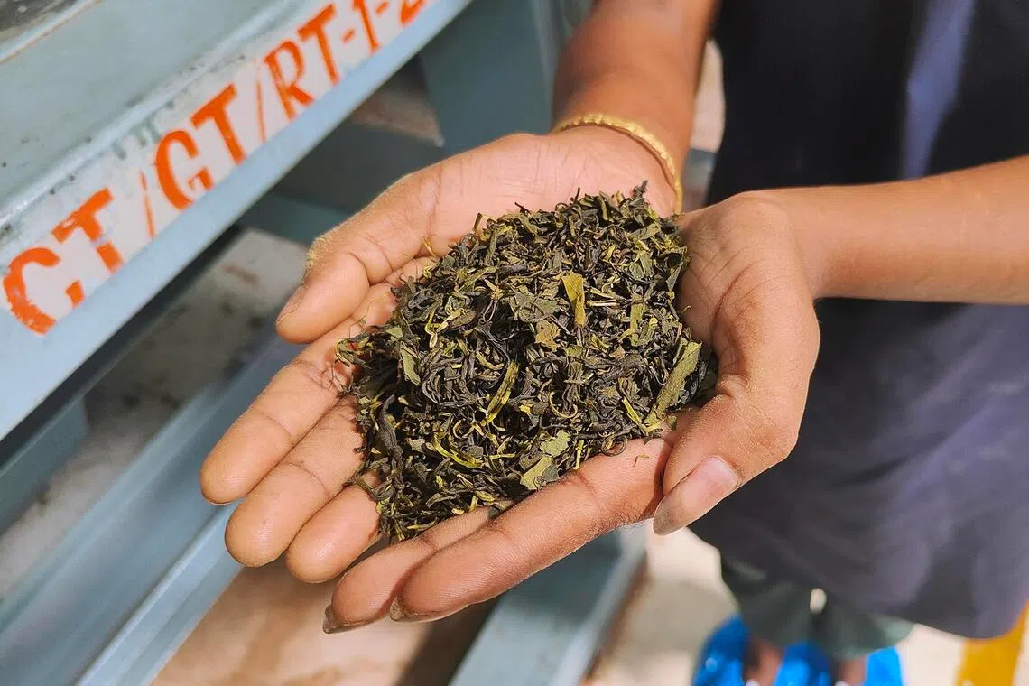 Tencha, the raw material that is ground finely to make matcha.