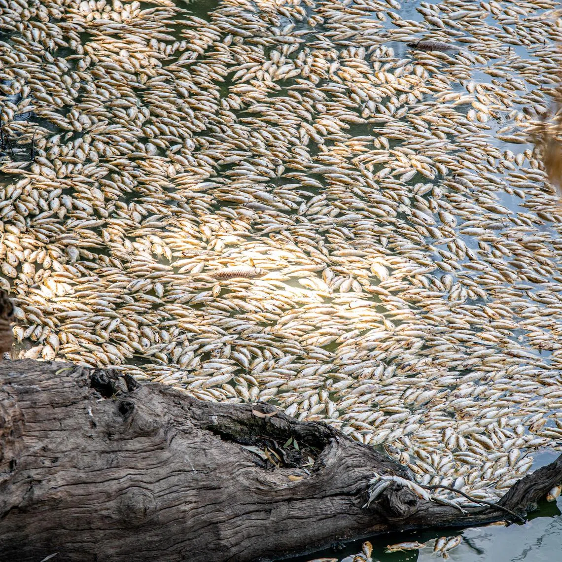 epa10531359 A Murray Cod washed up in a series of mass kills caused by floods and hot weather at the Menindee township bridge at the Menindee lakes, in outback NSW, Australia, 19 March 2023. Enormous clusters of dead fish have been found at Menindee's main weir on the Darling-Baaka River, the latest in a string of mass kills.'People north of Menindee say there's cod and perch floating down the river everywhere'.  EPA-EFE/SAMARA ANDERSON  AUSTRALIA AND NEW ZEALAND OUT