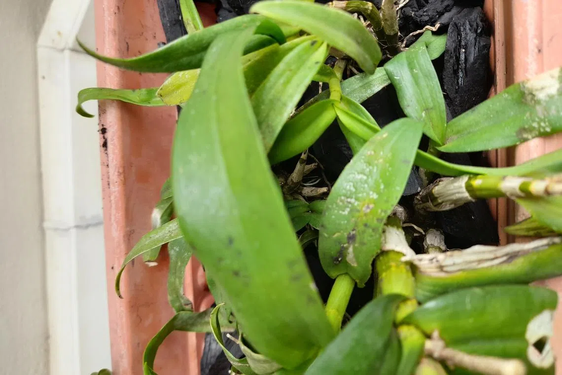 A sunburnt plant may develop white patches which will not recover.