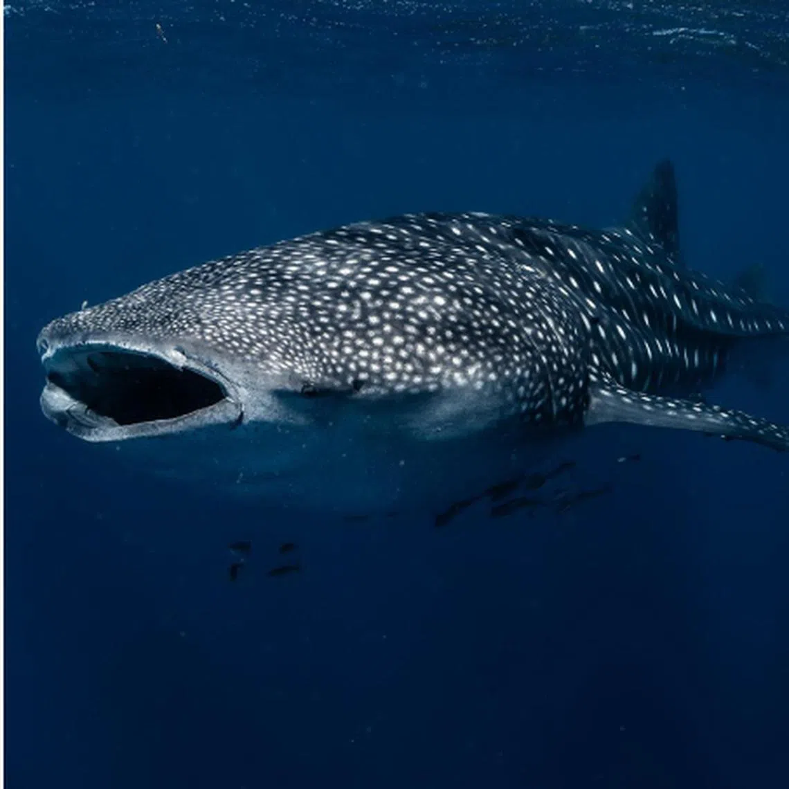 Western Australia is known as one of the best global spots to see the world’s largest fish in a natural setting.