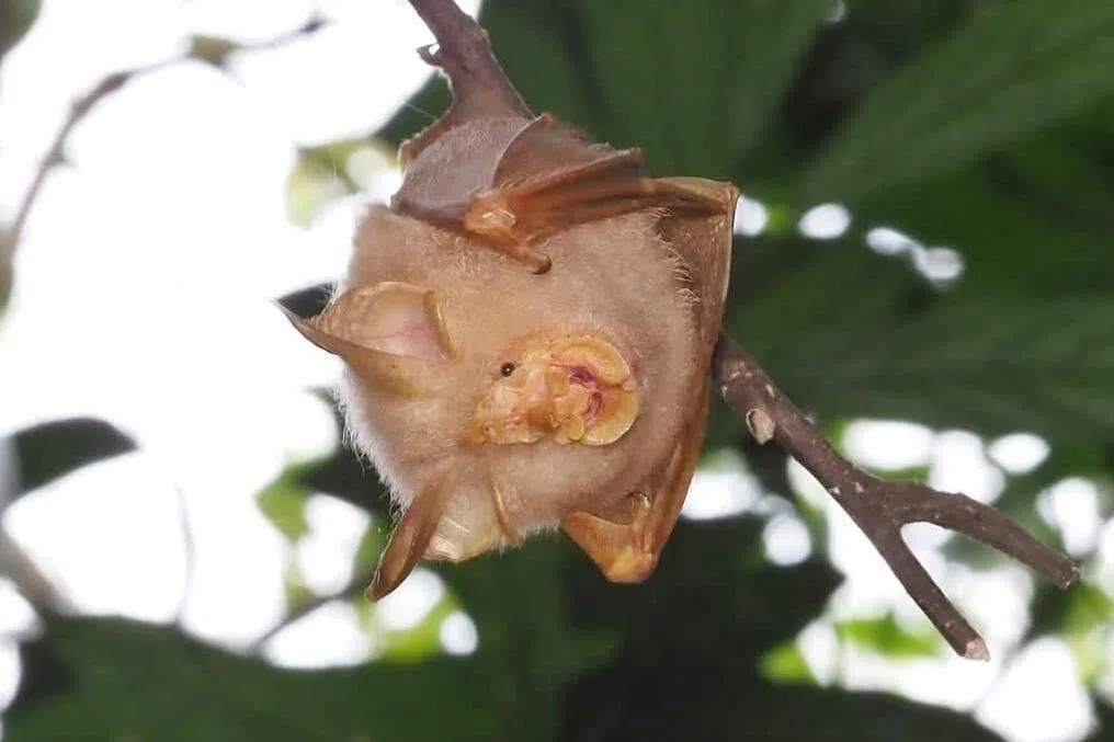 The trefoil horseshoe bat, which is nocturnal and feeds on insects, is an endangered species.