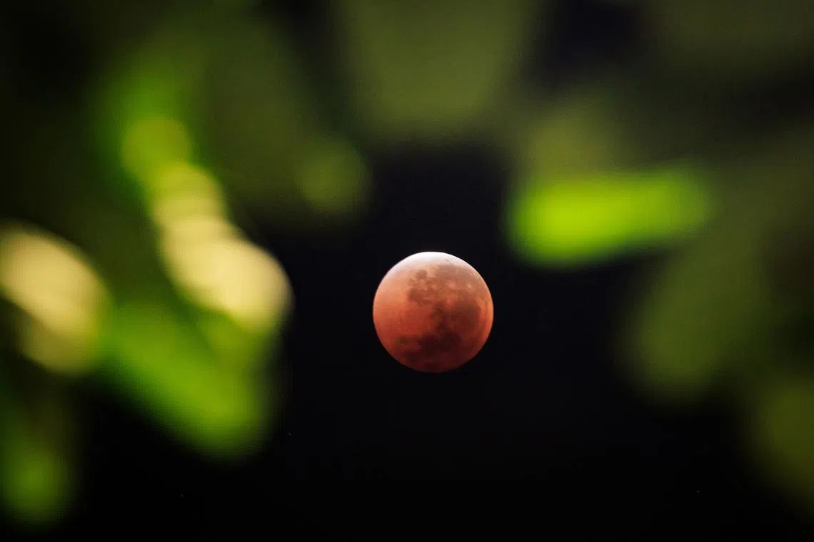 A full moon, also known as the blood moon, is seen through leaves during a total lunar eclipse in Jakarta on Sept 7, 2025. 