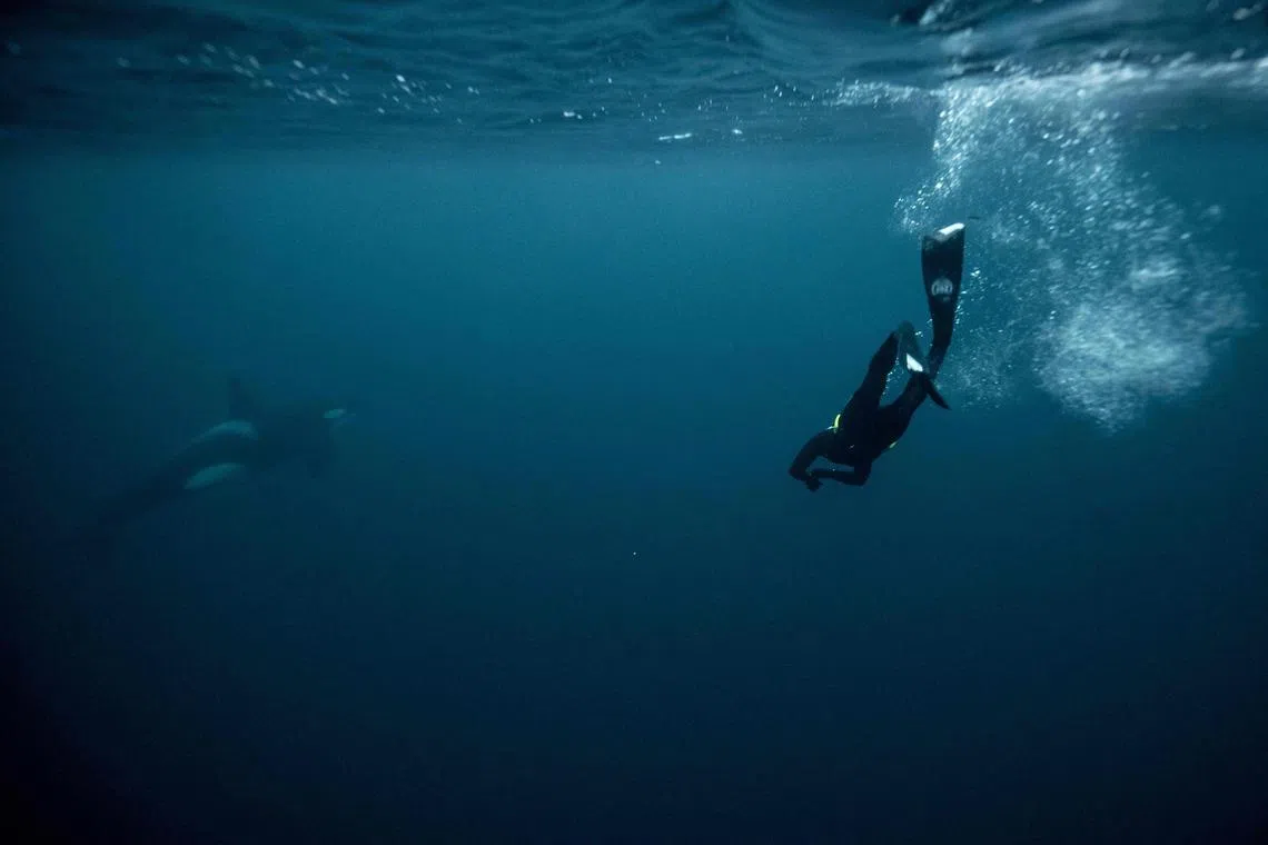 Five times freediving World Champion France's Arthur Guerin-Boeri swims next to an Orca's (Killer Whales) in the Arctic Ocean in the Spildra Island northern Arctic Circle, on Jan 27, 2023. 