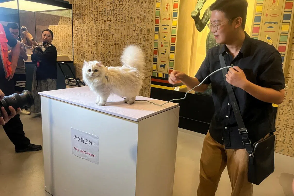 A cat visitor prepares to have its photo taken in front of a statue depicting the cat goddess Bastet at Shanghai Museum's \"Meow Night\", in Shanghai, China, August 31, 2024. REUTERS/Casey Hall