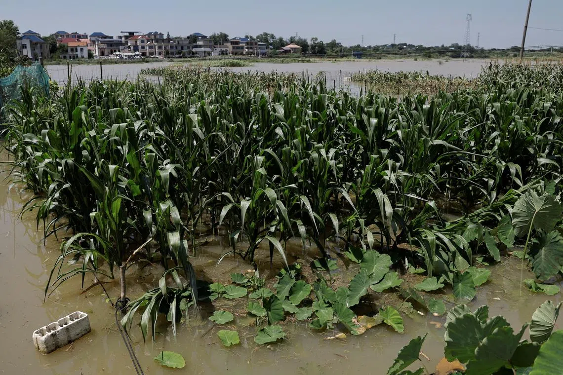 FILE PHOTO: A corn field is partially submerged by floodwaters after heavy rainfall and waters from the upstream Yangtze River flooded a town in Hukou county of Jiujiang, Jiangxi province, China July 5, 2024. REUTERS/Tingshu Wang/File Photo