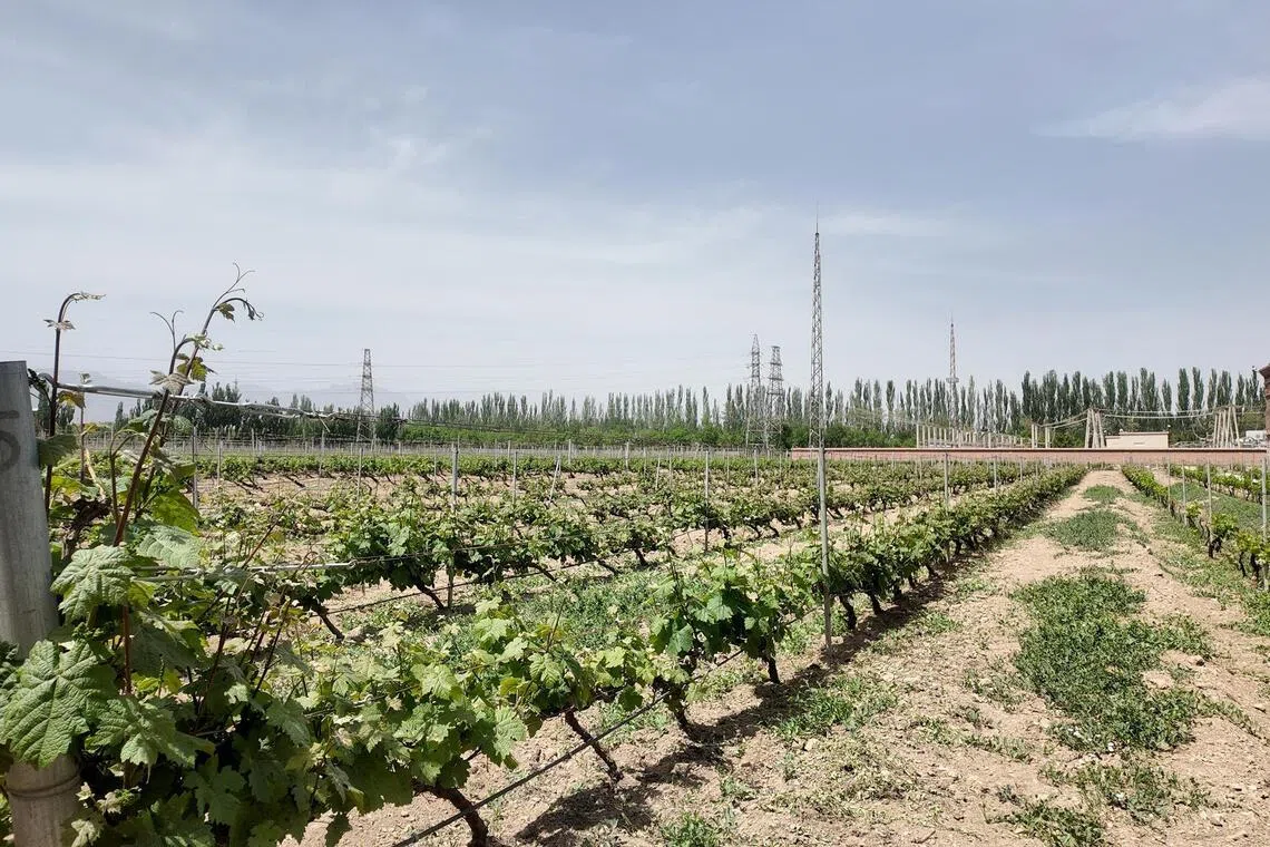 vineyard, china, grapes, wine