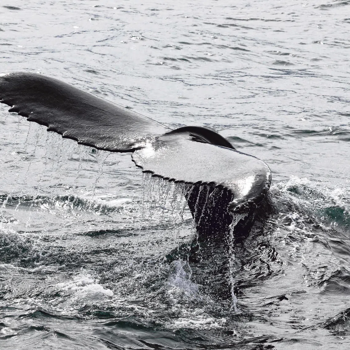 A humpback whale diving off Icelandic waters. The country allows 150 fin whales to be killed in 2026 and 80 were caught as at Sept 9.