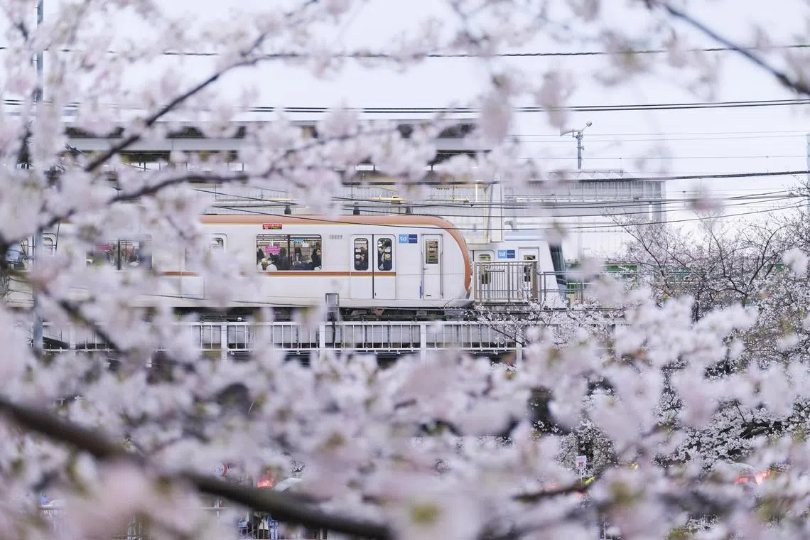 An elevated train passes by as sakura trees were in full bloom in Tokyo, on March 25, 2023.  Those willing to explore beyond highly trafficked neighborhoods and wander down Tokyo’s side streets will be richly rewarded. (Andrew Faulk/The New York Times)