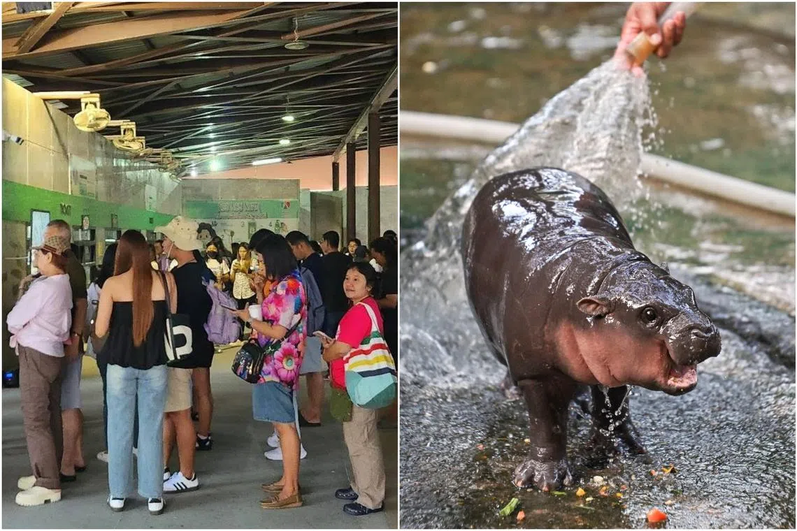 Visitors faced queues stretching more than 3km as fans flocked to catch a glimpse of Moo Deng, a baby pygmy hippopotamus.