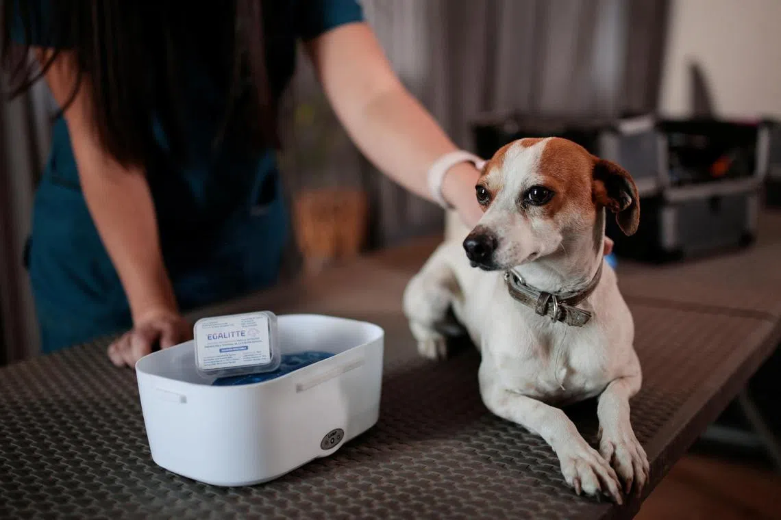 A veterinarian preparing Findley before it receives a vaccine for neutering dogs in Santiago, Chile on Oct 3. 