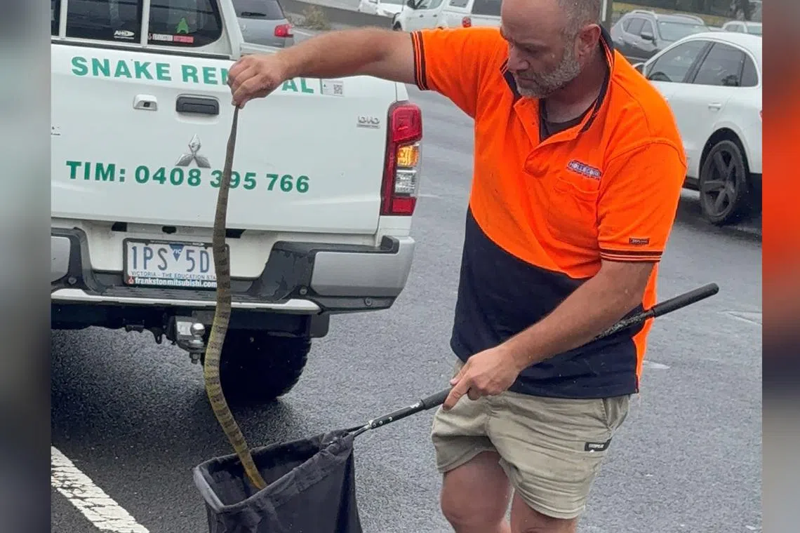 A driver cruising down a highway in eastern Australia felt something on her foot and discovered a deadly tiger snake “slithering up her leg”, police said Dec 1.