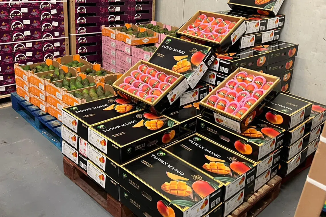 Taiwan mangoes ready to be shipped to Europe.