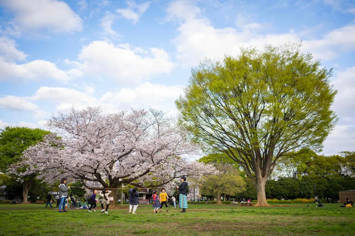 Mothers and children play beside a cherry blossom tree at a park in Tokyo on March 28, 2023.