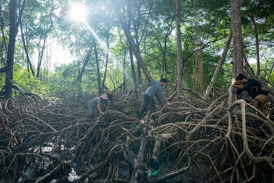 Researchers like Mr Angelo Bernardino (centre) study mangrove ecosystems as part of the Rolex and National Geographic Perpetual Planet Amazon Expedition’s efforts to safeguard the Amazon River basin.