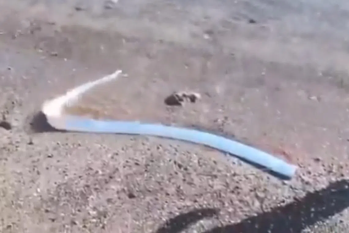 Oarfish have an eel-like, slender body and gaping mouth, but the sea-monster-like creatures have rarely been seen by people.